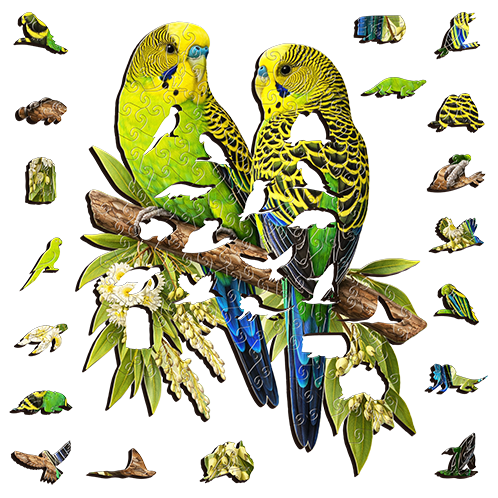 Wild Budgies