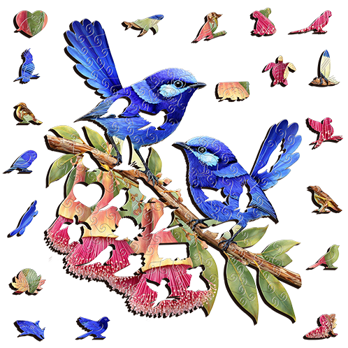 Splendid Fairy wrens