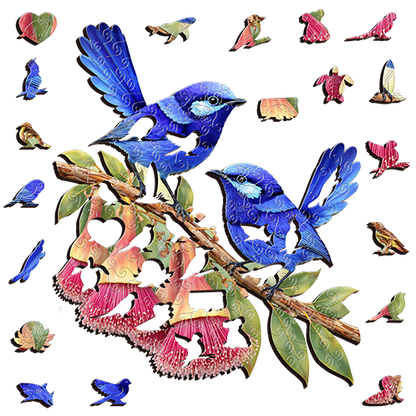 Splendid Fairy wrens
