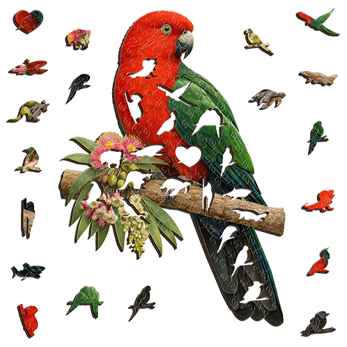 King Parrot