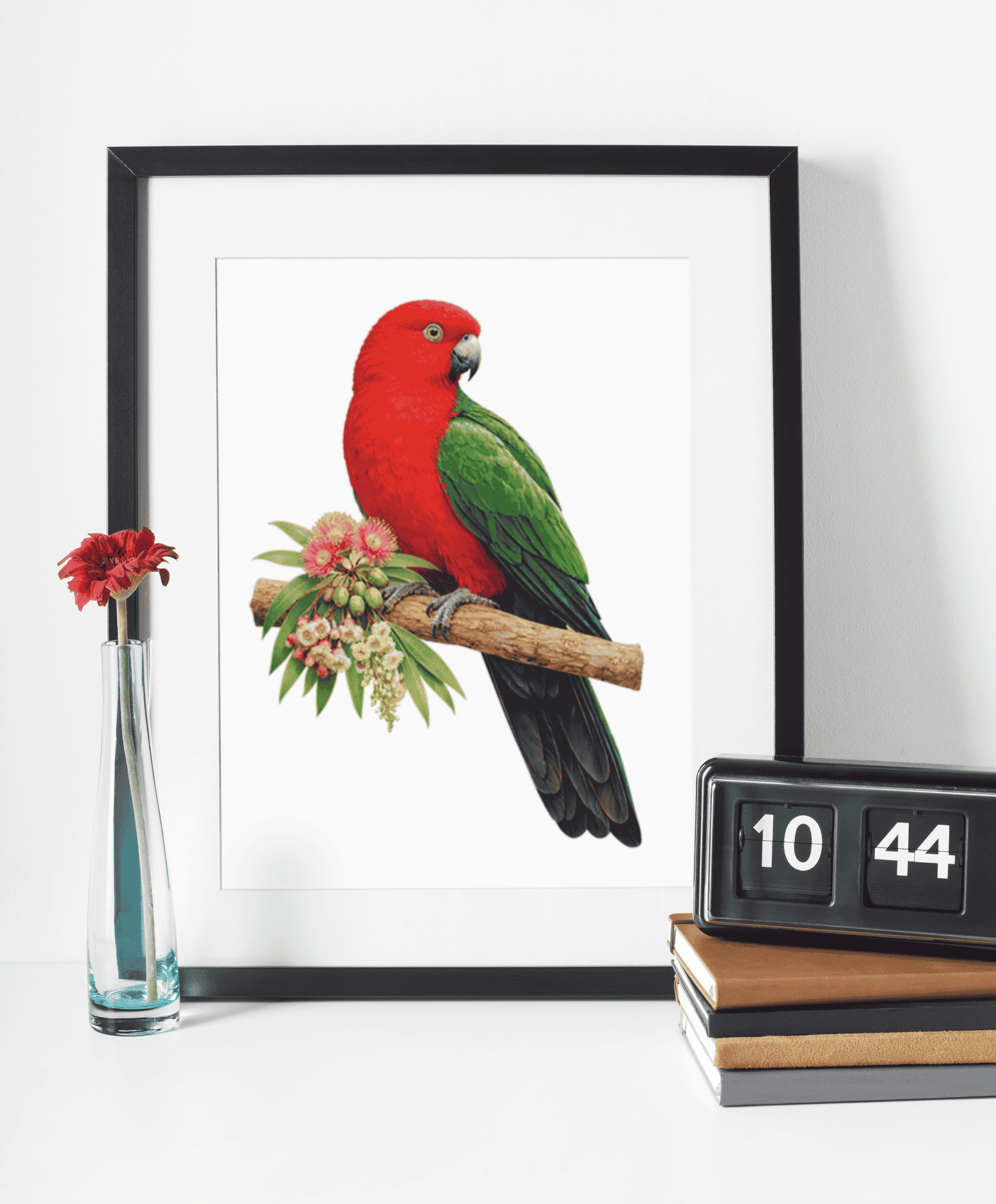 King Parrot