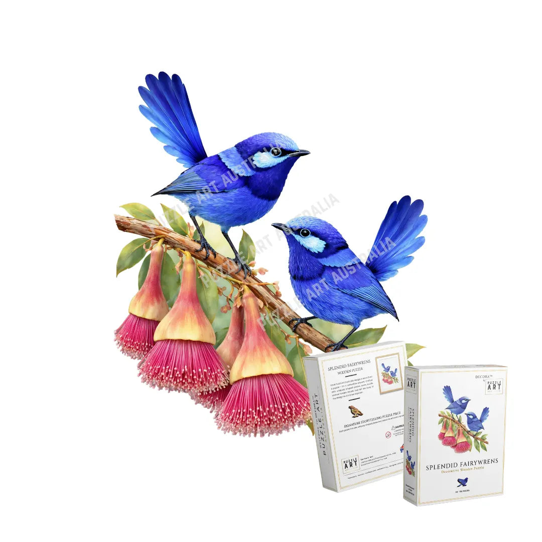 Splendid Fairy wrens