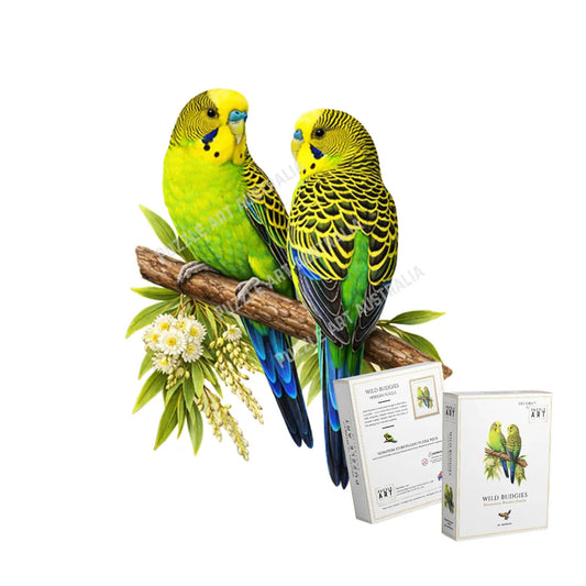 Wild Budgies