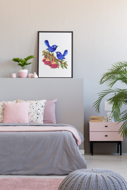 Splendid Fairy wrens