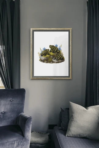 Southern Corroboree Frog