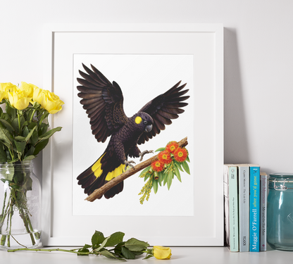 Black Yellow Tail Cockatoo