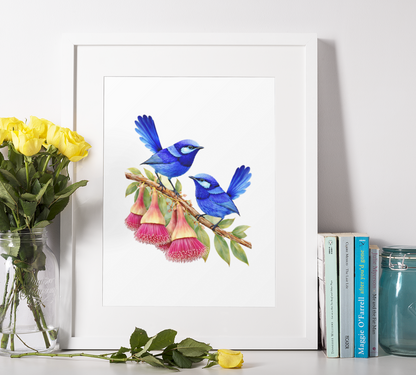 Splendid Fairy wrens